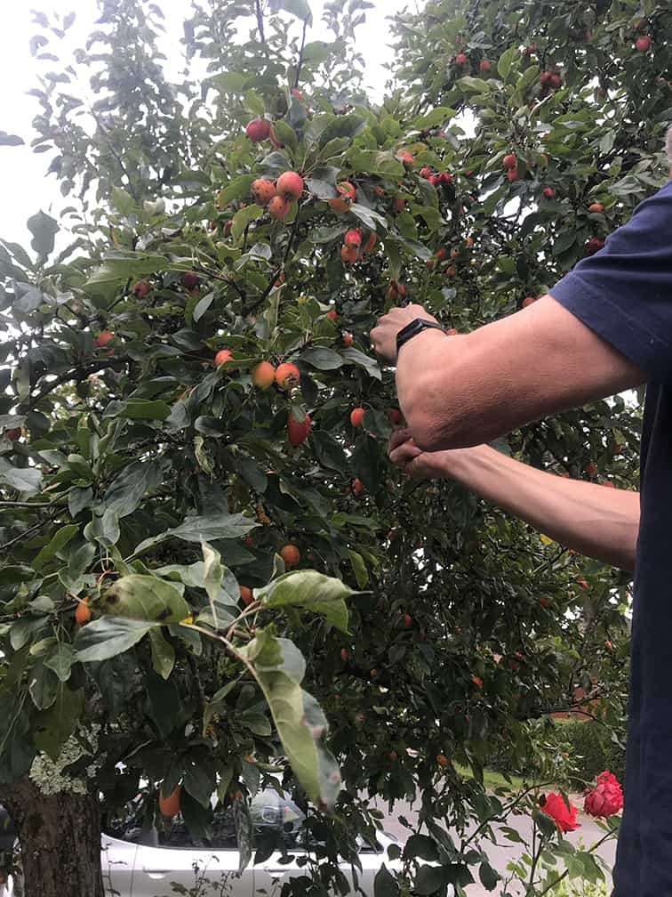 Picking fruit for the fruit wine